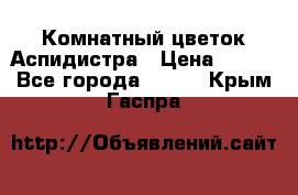 Комнатный цветок Аспидистра › Цена ­ 150 - Все города  »    . Крым,Гаспра